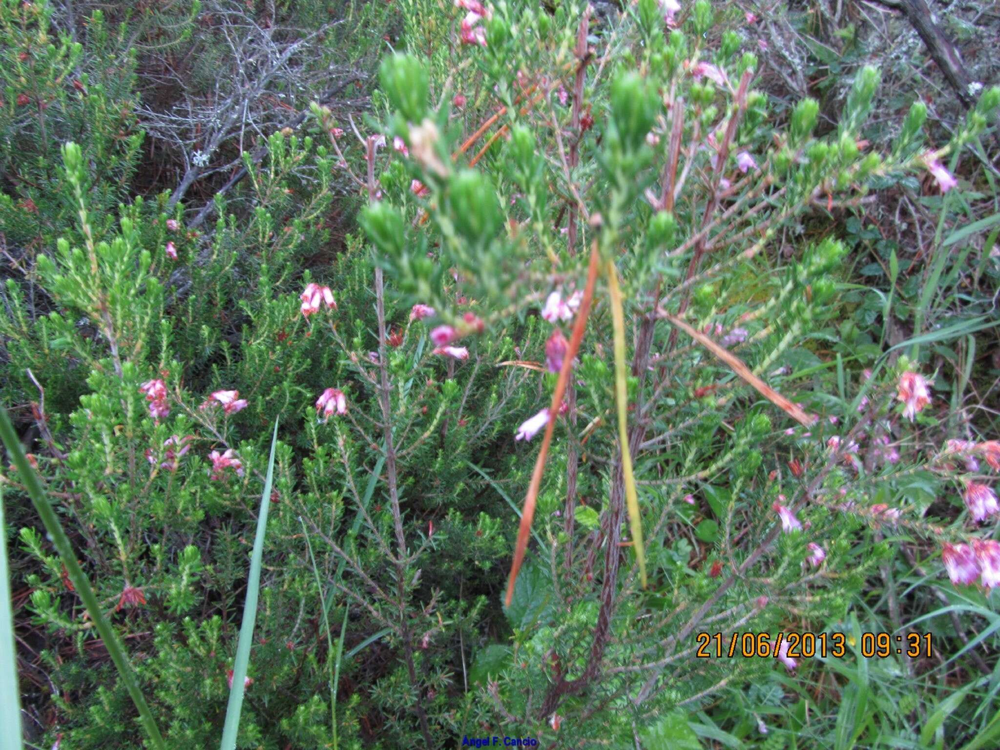 Image of Erica australis L.