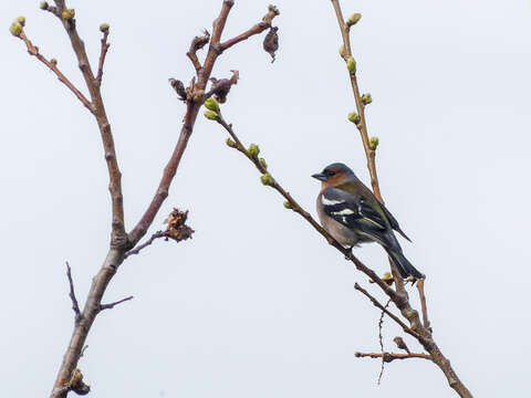 Image of Fringilla Linnaeus 1758