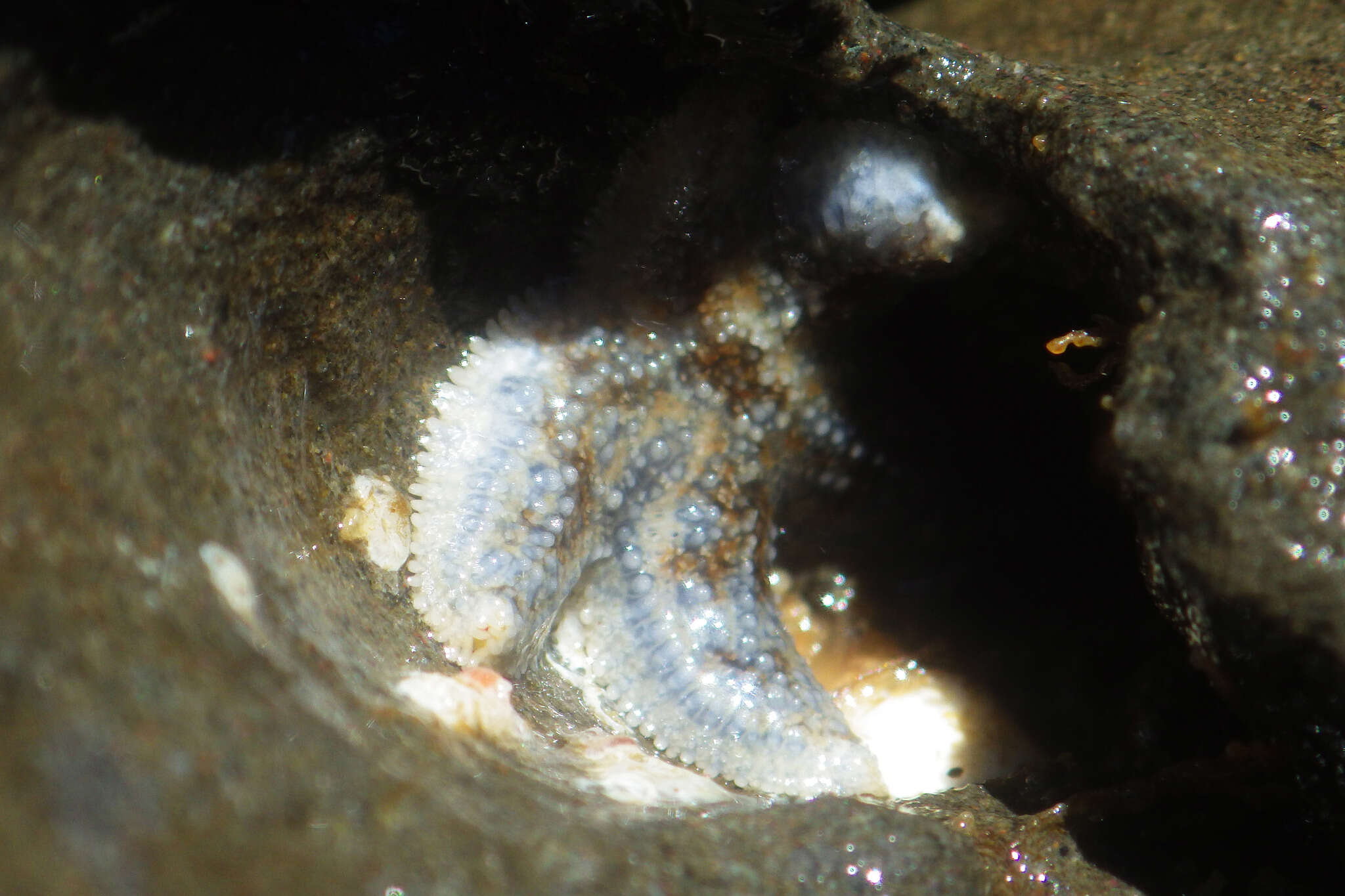 Image of Giant seastar