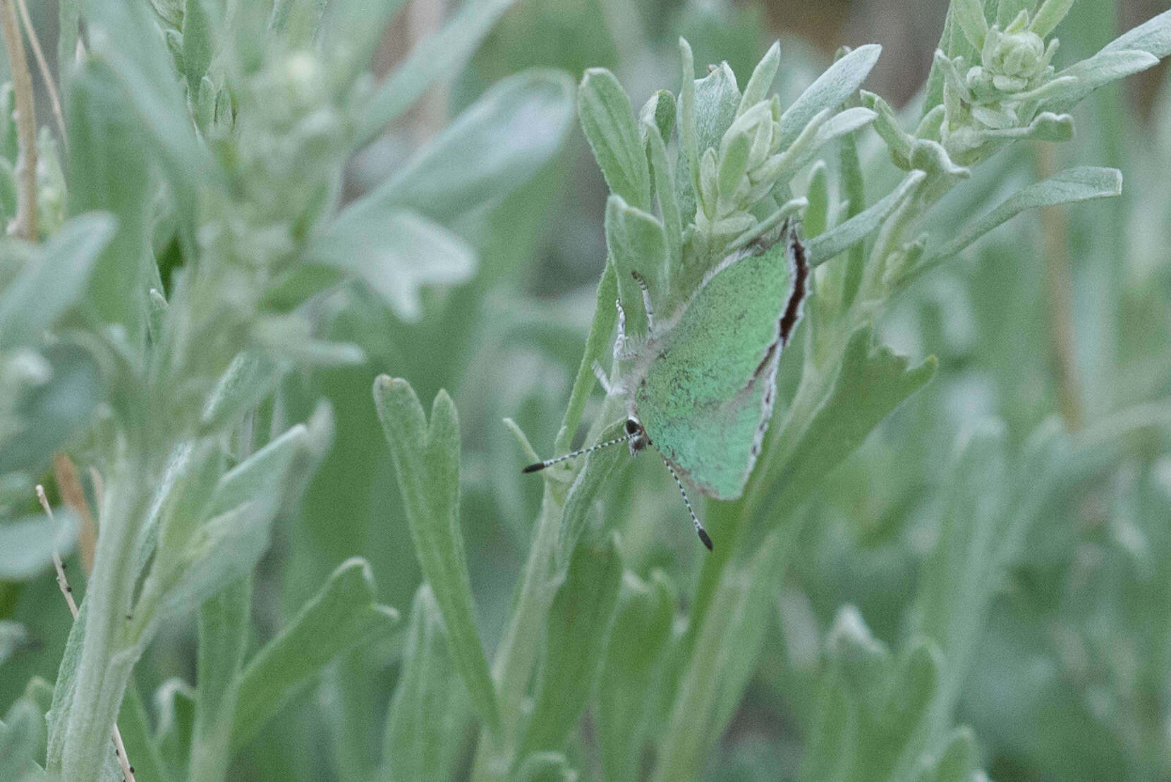 Image of <i>Callophrys <i>affinis</i></i> affinis