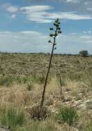 Image de Agave parryi subsp. neomexicana (Wooton & Standl.) B. Ullrich