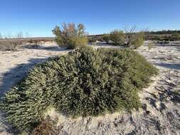 Image of Darwinia salina L. A. Craven & S. R. Jones