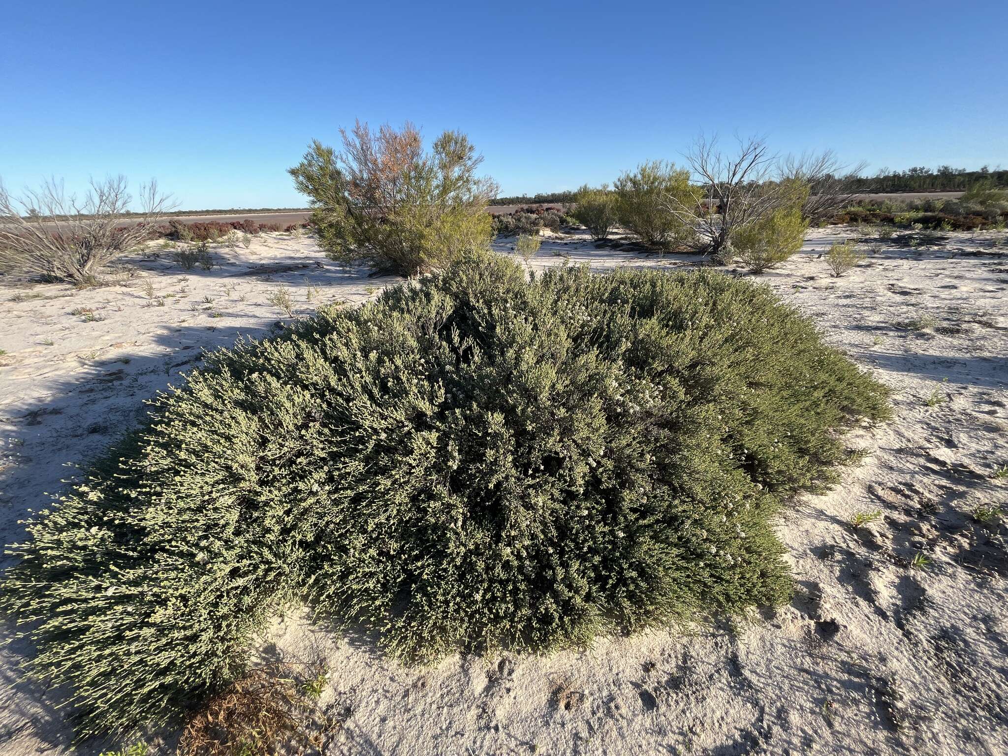 Image of Darwinia salina L. A. Craven & S. R. Jones