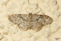 صورة Idaea inquinata Scopoli 1763