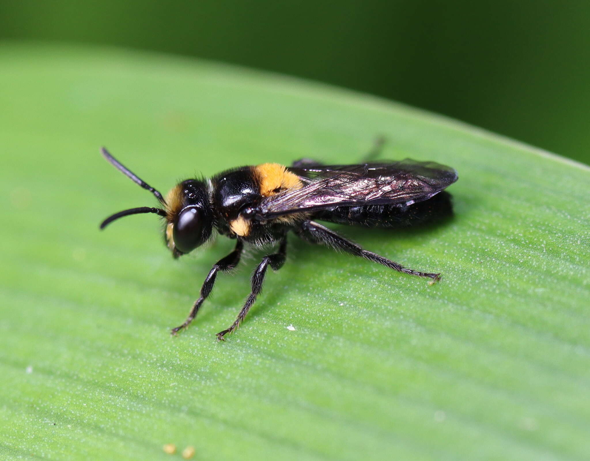 Image of Yellow-spotted Leioproctus