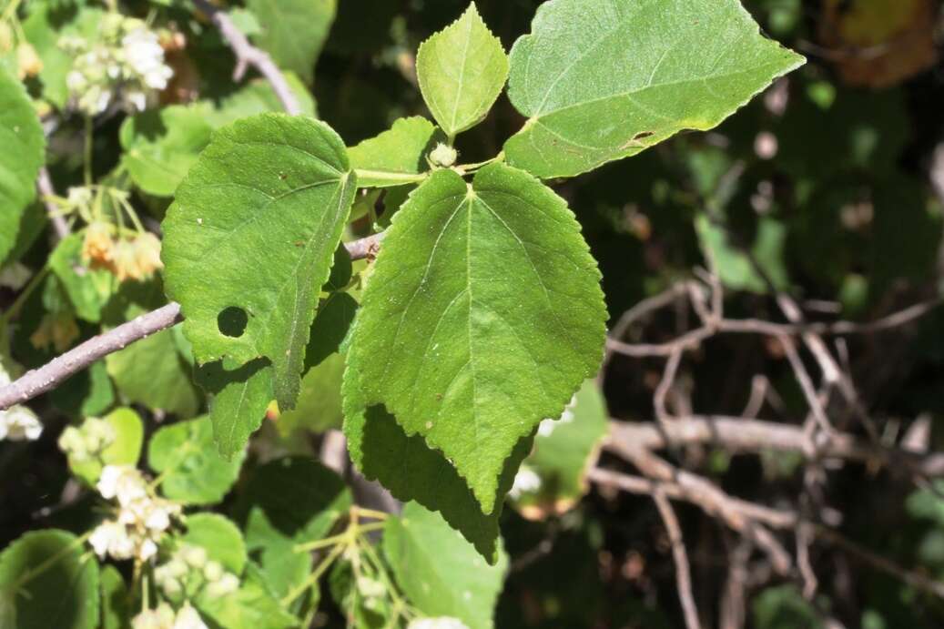 Image of Natal wild pear