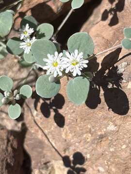 Image of <i>Drymaria <i>holosteoides</i></i> var. holosteoides