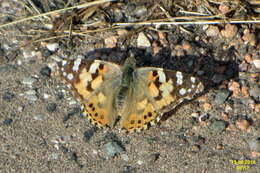 Image of Vanessa cardui