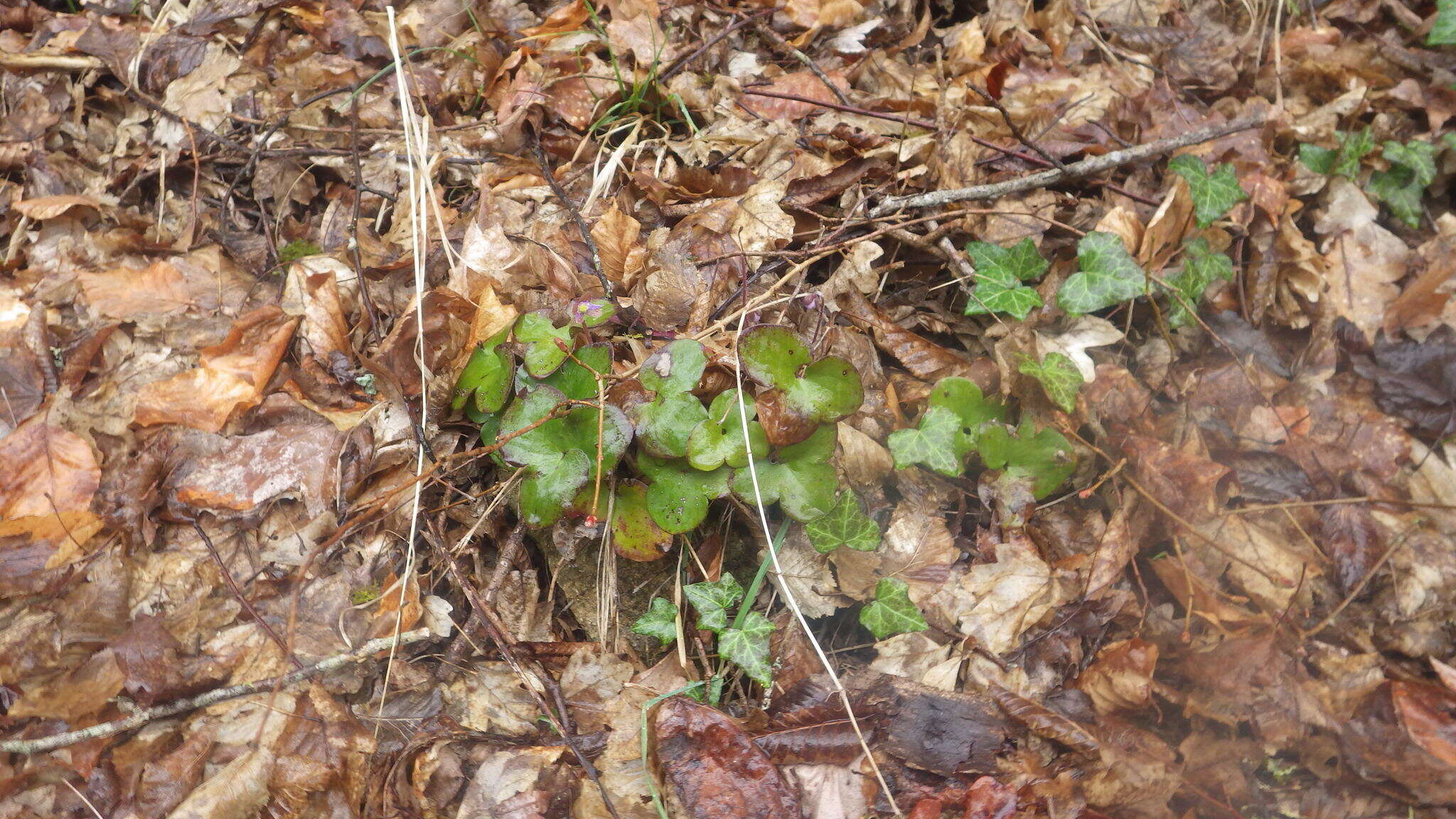 Plancia ëd Hepatica nobilis var. nobilis