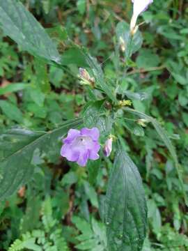 Strobilanthes formosana S. Moore resmi