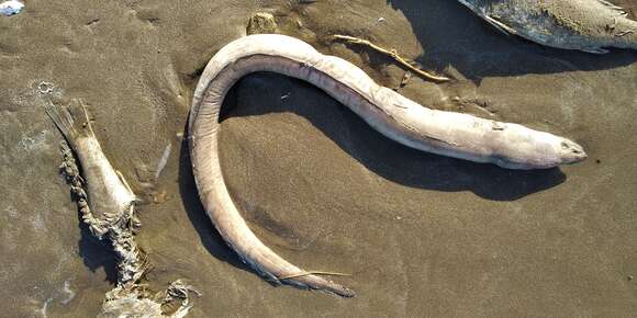 Image of Argentine conger