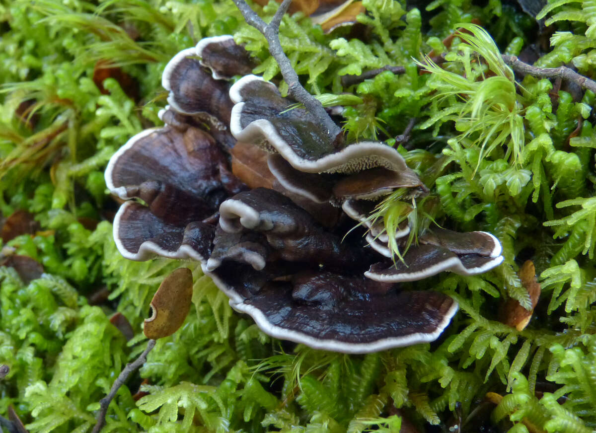 Image of Phellodon sinclairii (Berk.) G. Cunn. 1958