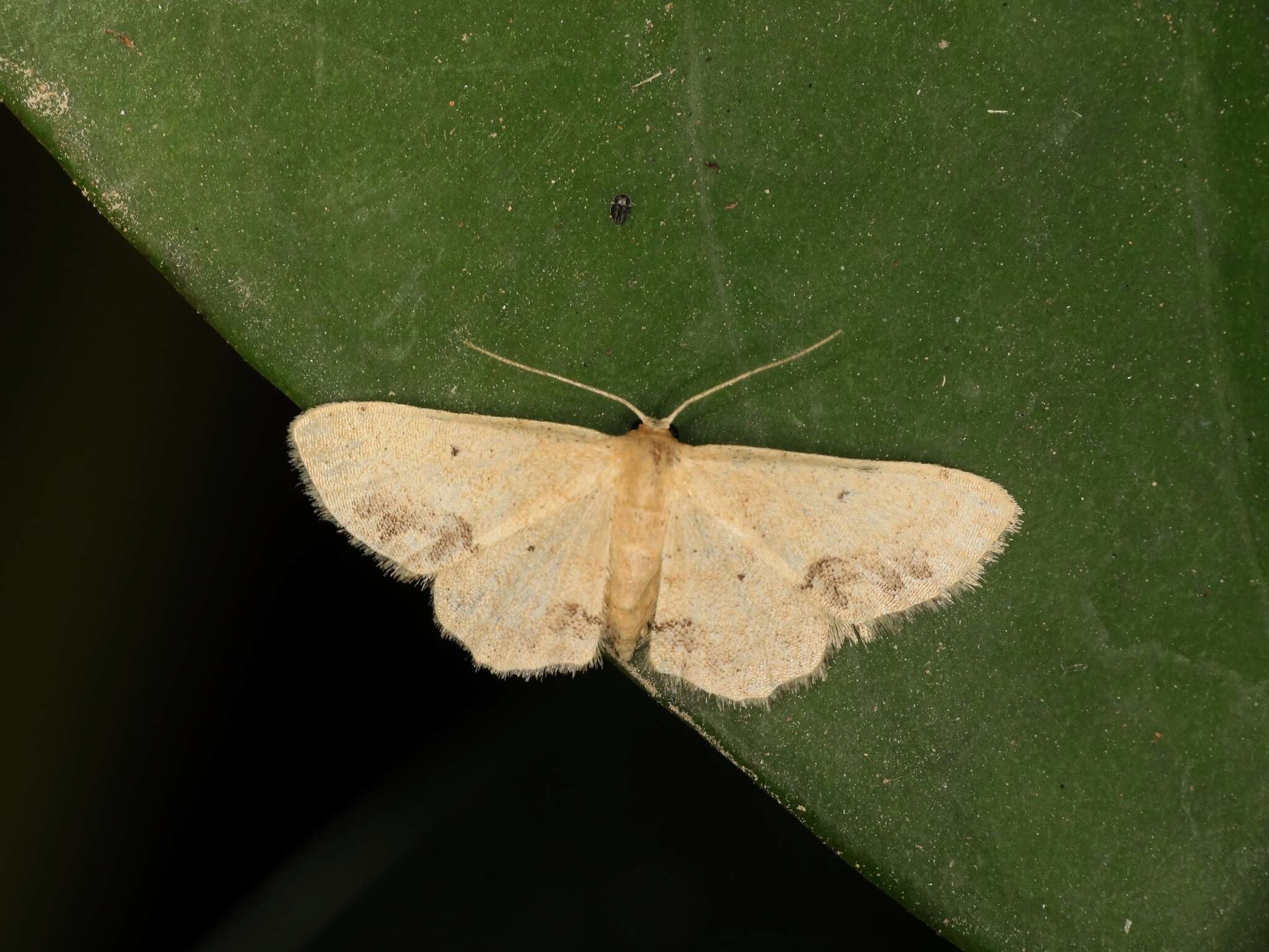 Image de Idaea chotaria Swinhoe 1886