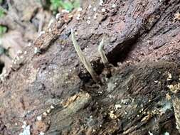 Image of Ophiocordyceps smithii (Mains) G. H. Sung, J. M. Sung, Hywel-Jones & Spatafora 2007