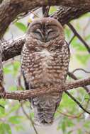 Image of Mexican Spotted Owl