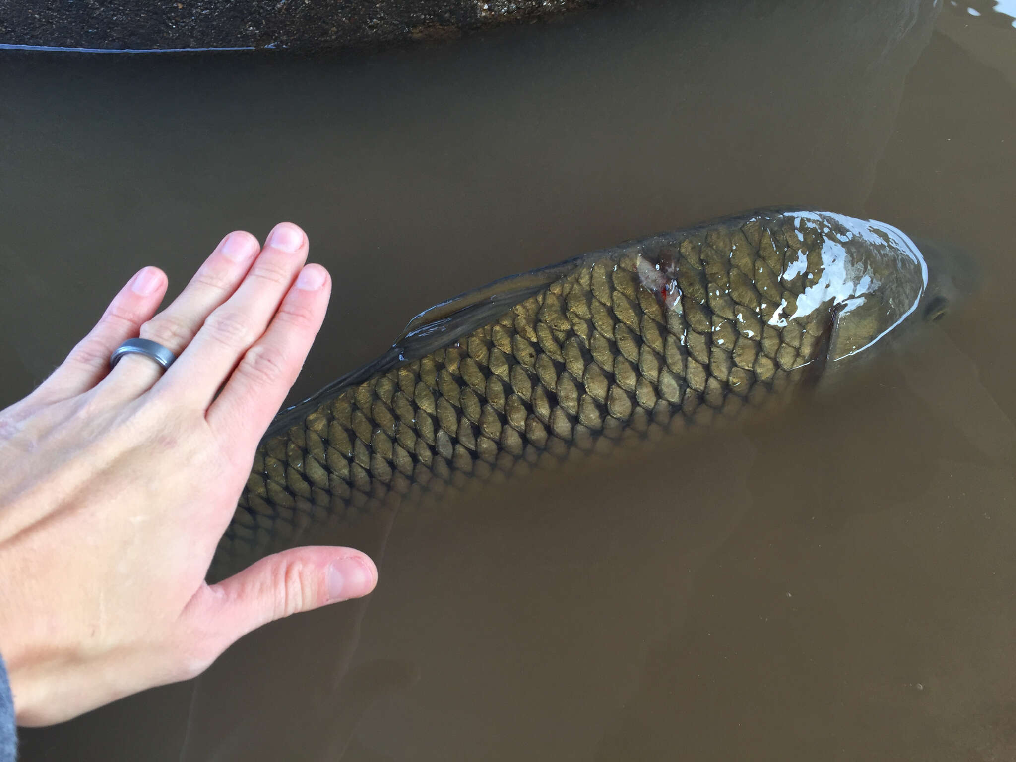 Image of Cyprinus carpio Linnaeus 1758