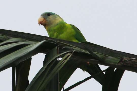 Image of Gray-cheeked Parakeet