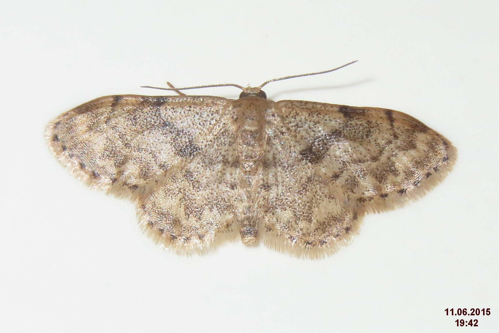 صورة Idaea inquinata Scopoli 1763