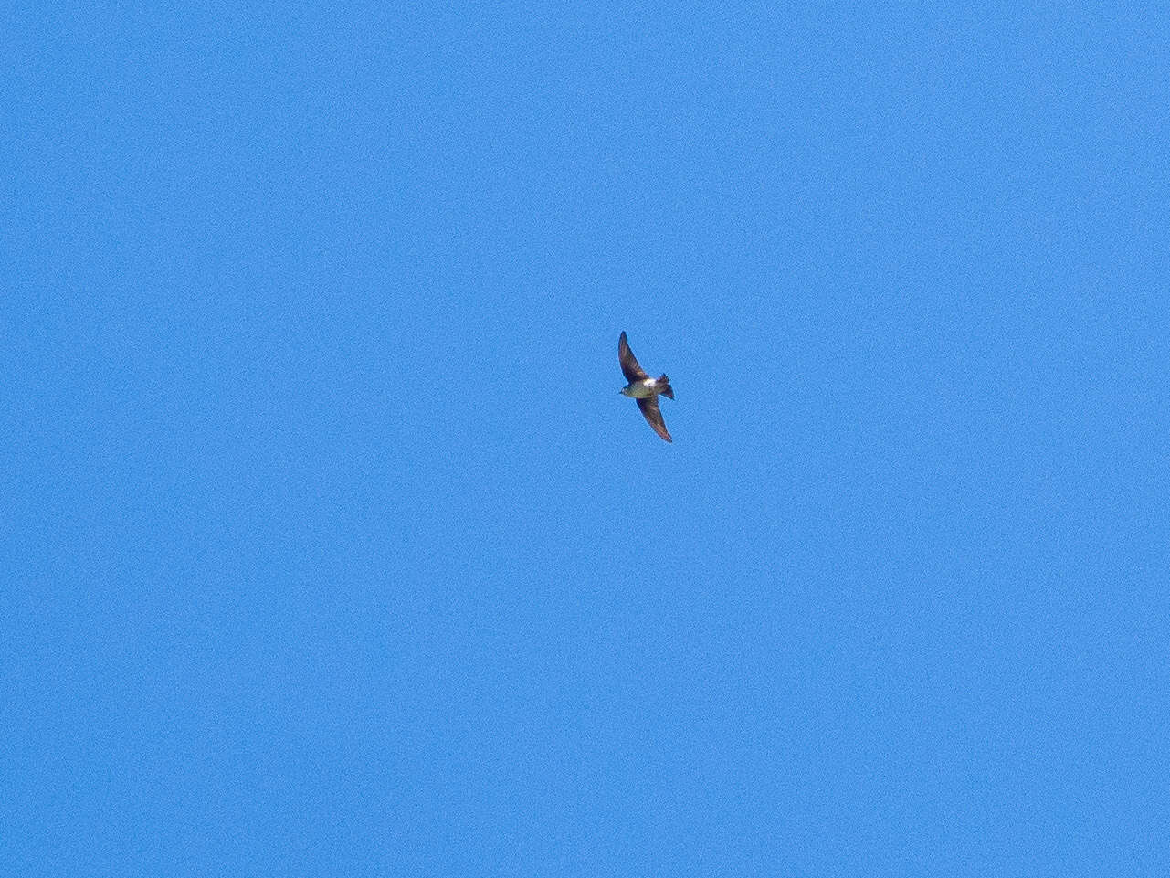 Image of Asian House Martin