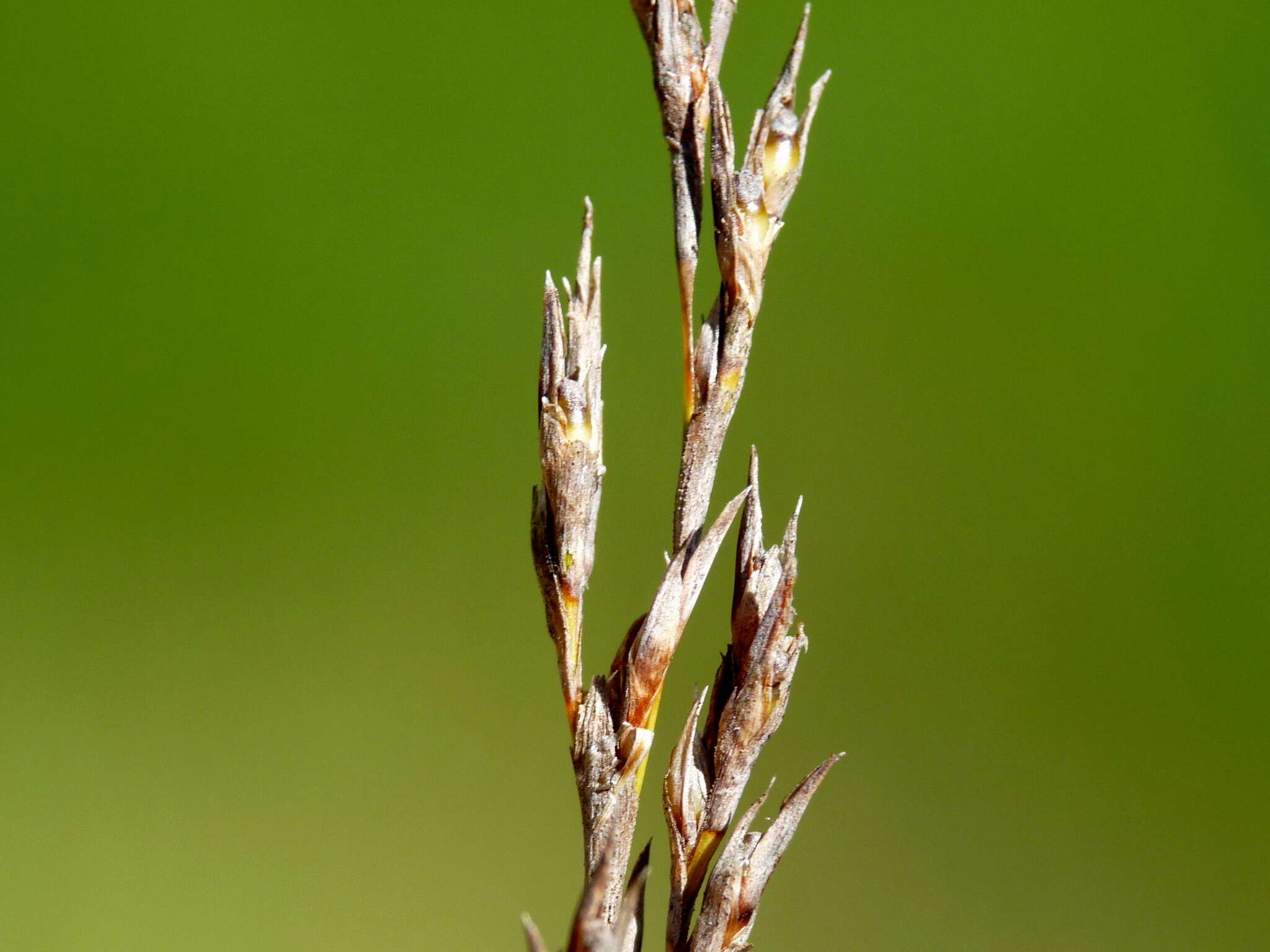 Sivun Machaerina tenax (Hook. fil.) T. Koyama kuva