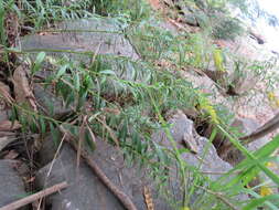 Image of rock goldenrod