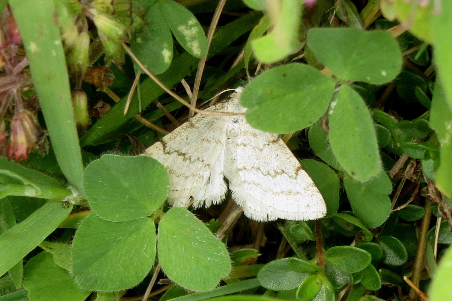 Image of Mesotype verberata