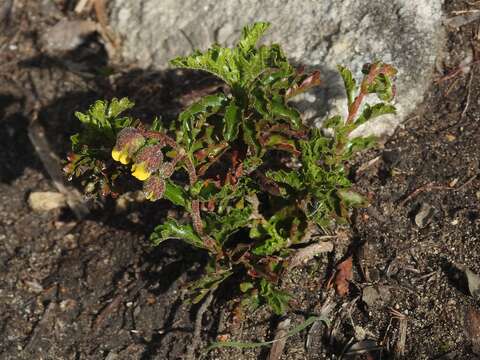 Plancia ëd Hermannia grossularifolia L.