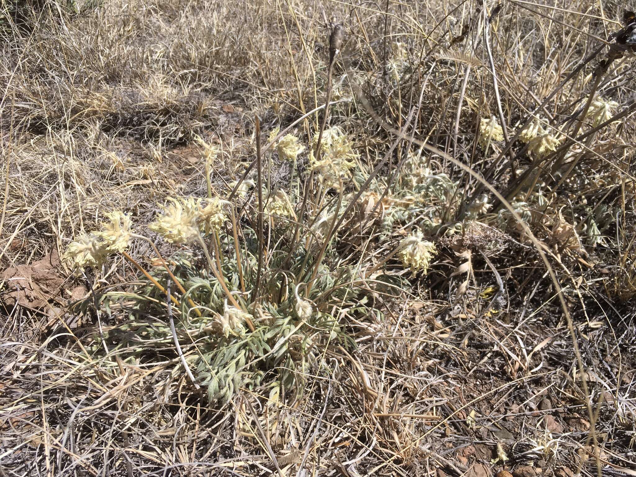 Image of white locoweed