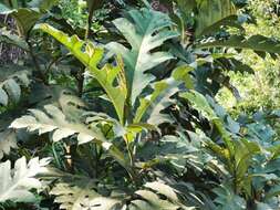 Image of Breadfruit Tree