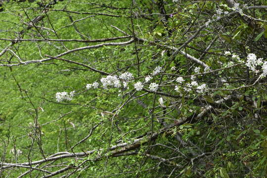 Plancia ëd Malus sylvestris subsp. orientalis (Uglitzk.) Browicz