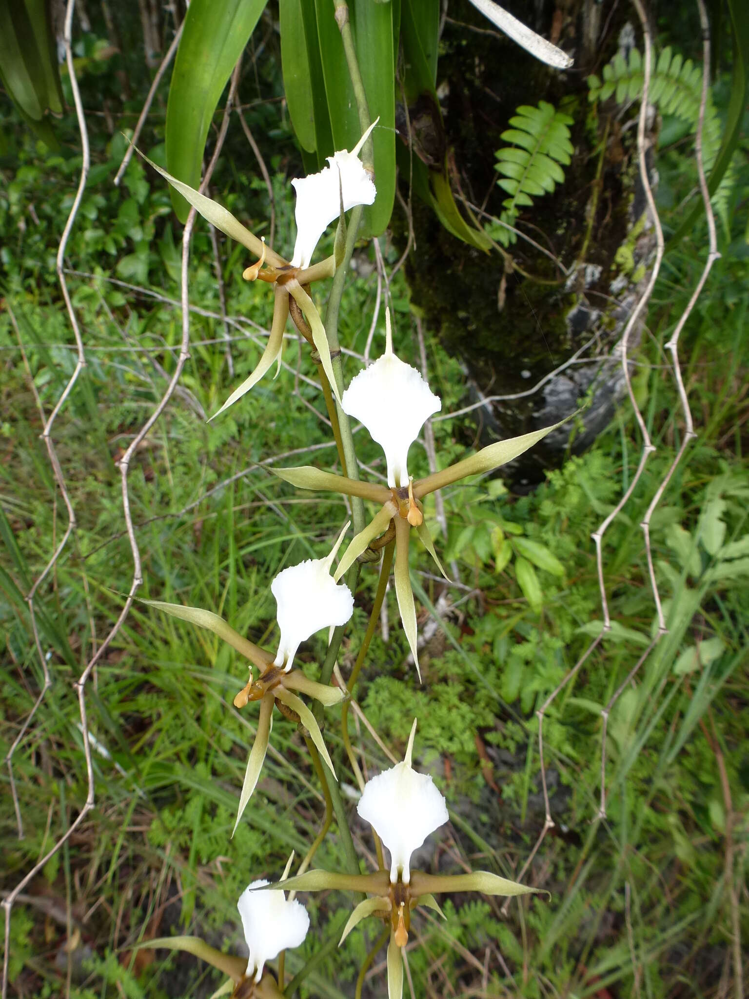 Image de Plectrelminthus caudatus (Lindl.) Summerh.