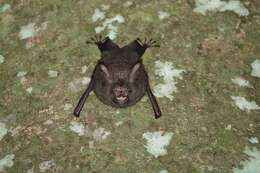 Image of Cyclops Leaf-nosed Bat