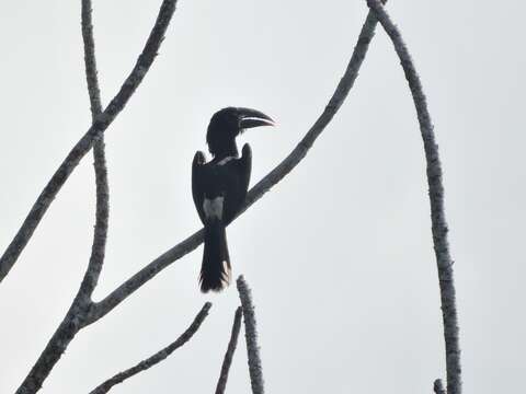 Image of Piping Hornbill