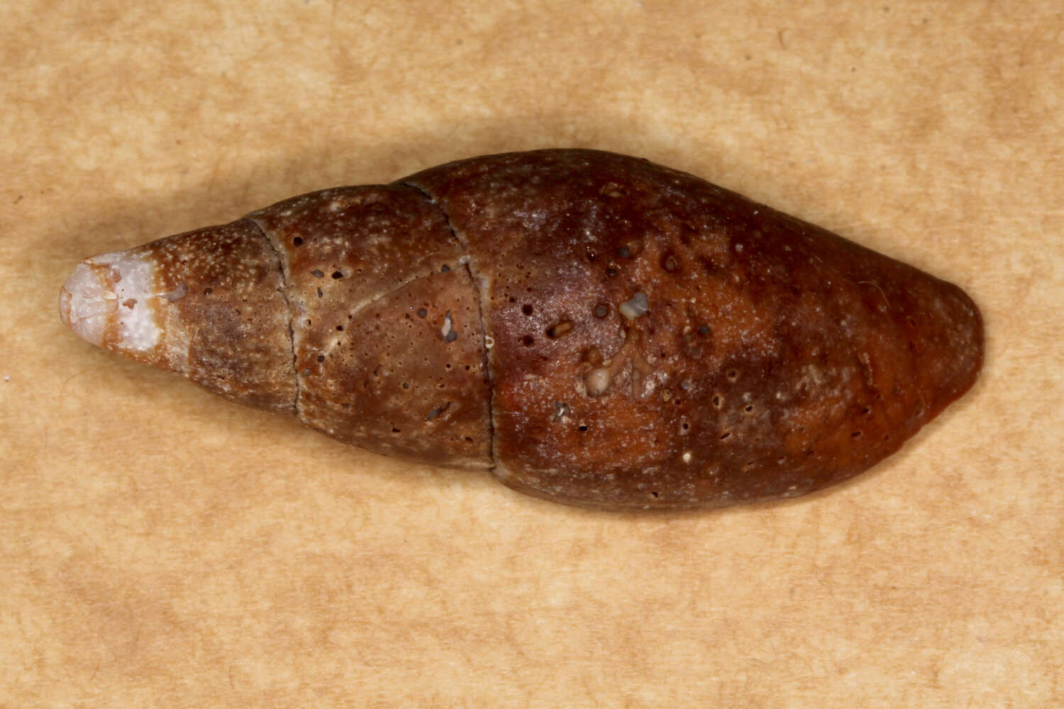 Sivun Isara carbonaria (Swainson 1822) kuva