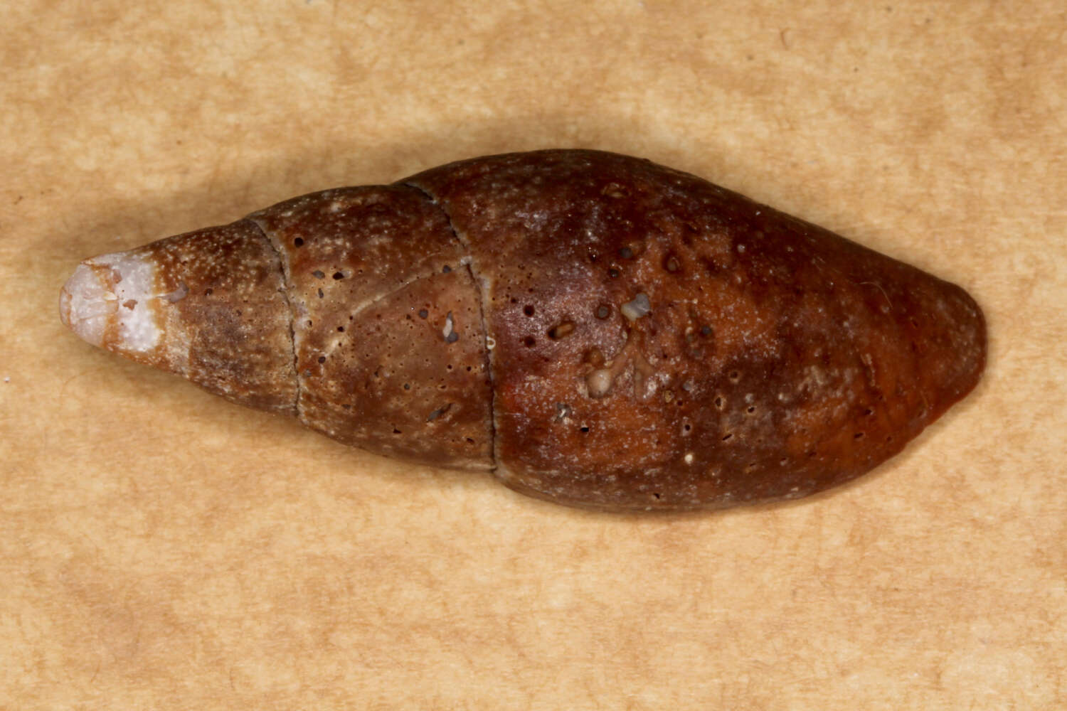 Image of Isara carbonaria (Swainson 1822)