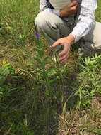 Image de Verbena stricta Vent.