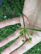 Imagem de Cyperus croceus Vahl