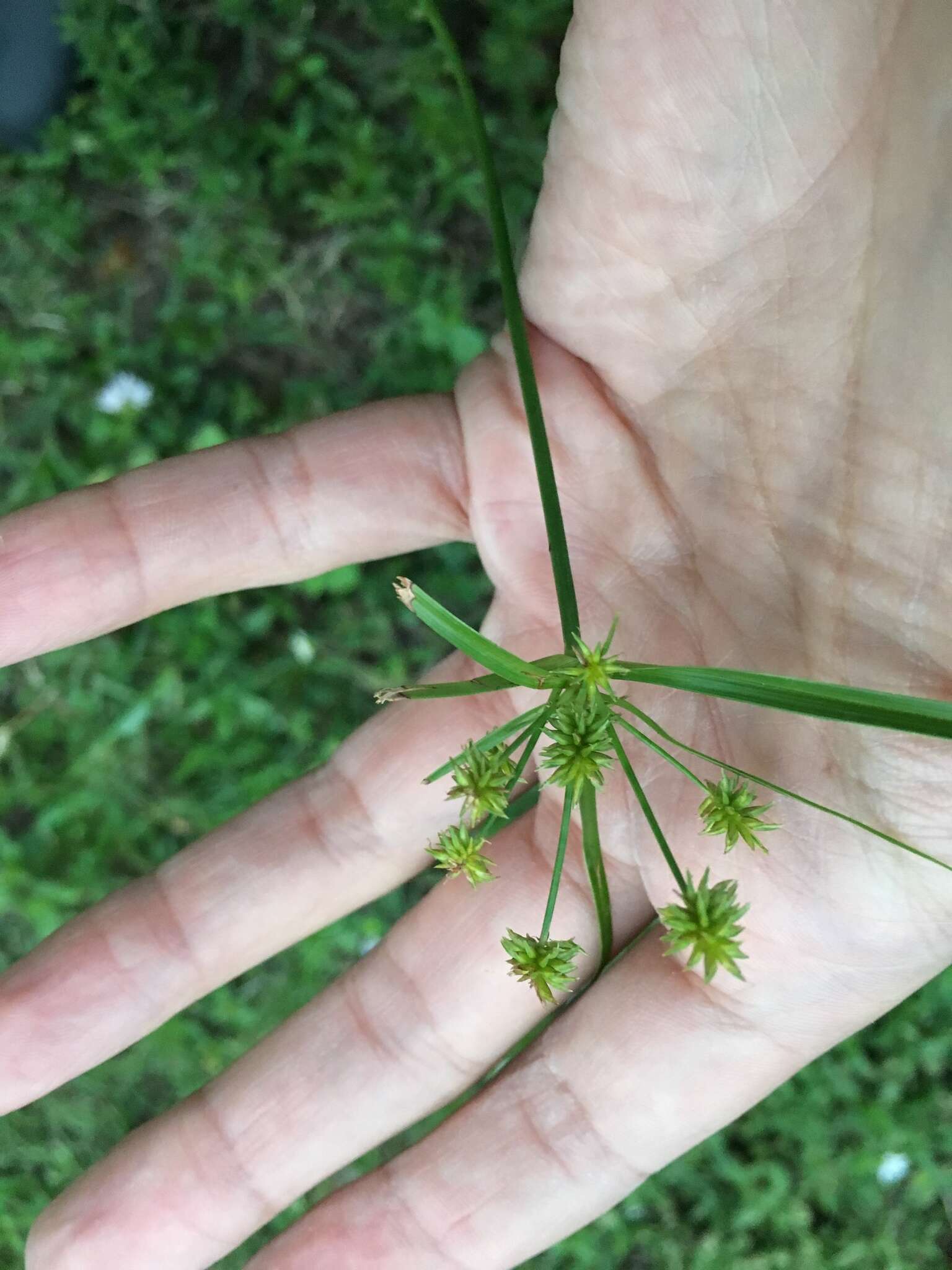 Imagem de Cyperus croceus Vahl