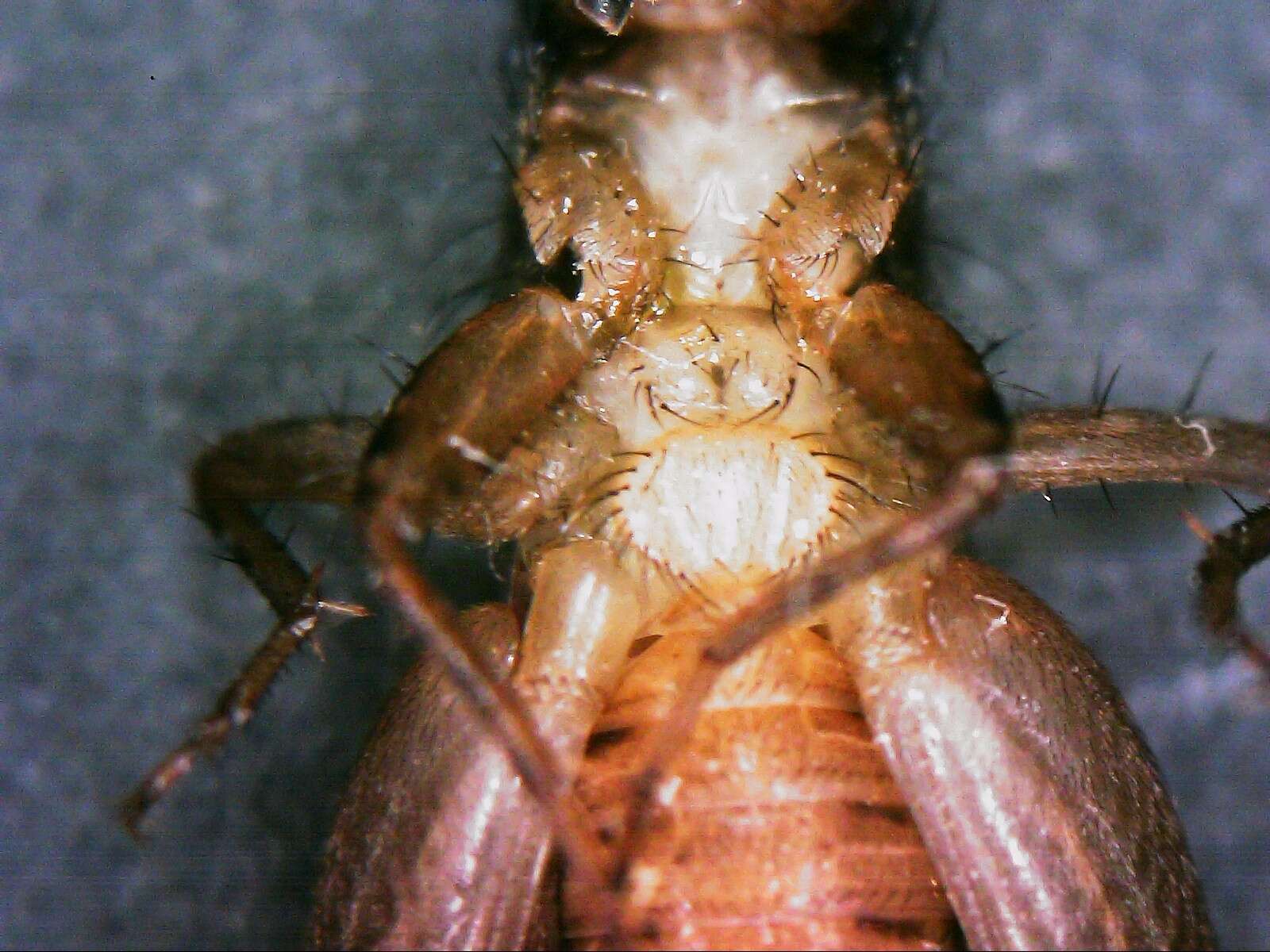 Image of Cuban Ground Cricket