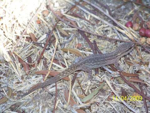 Image of Borelli's Marked Gecko