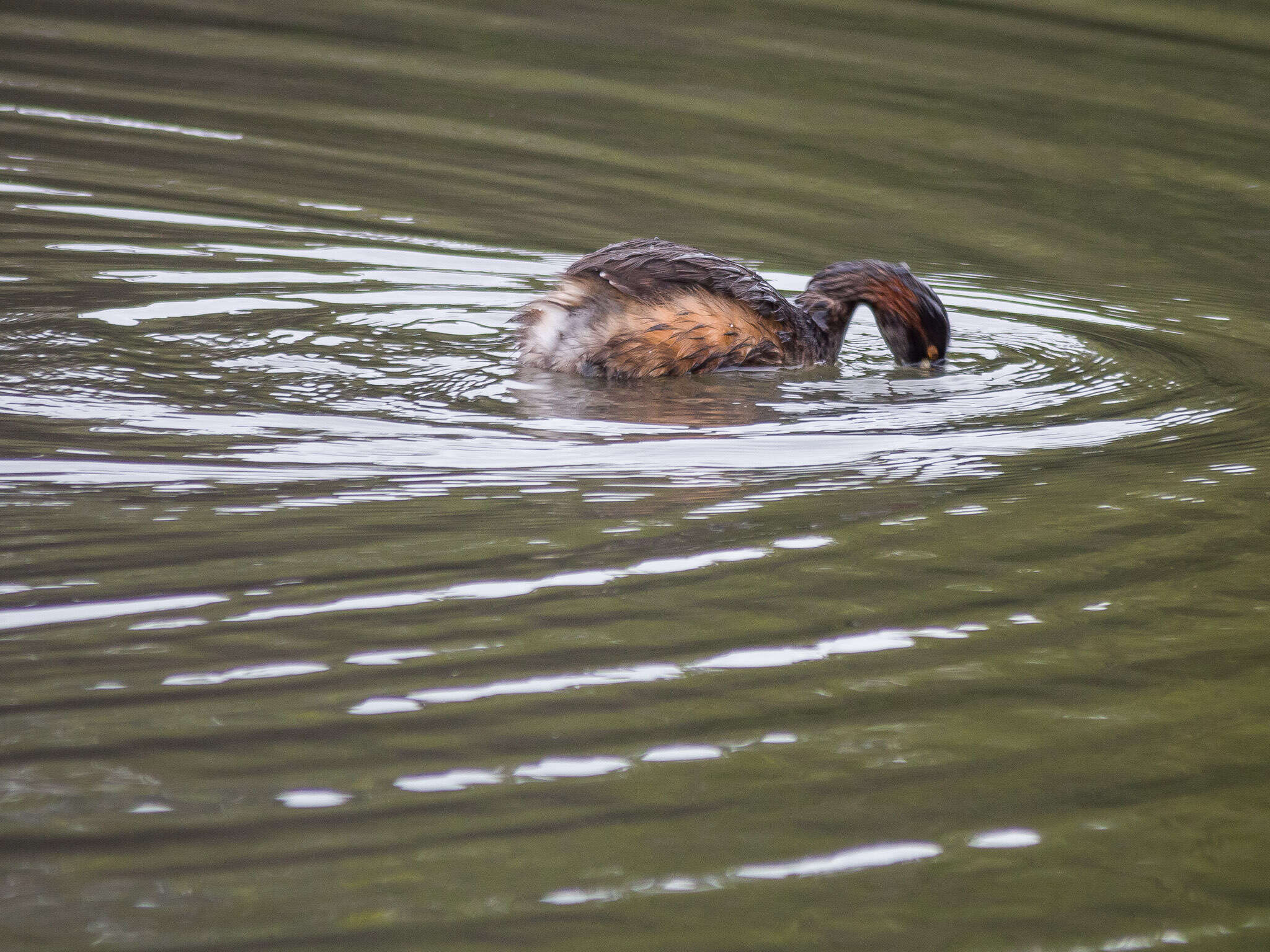 Image of Australasian Grebe