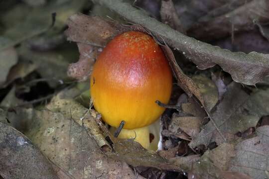 Image of Amanita hemibapha (Berk. & Broome) Sacc. 1887