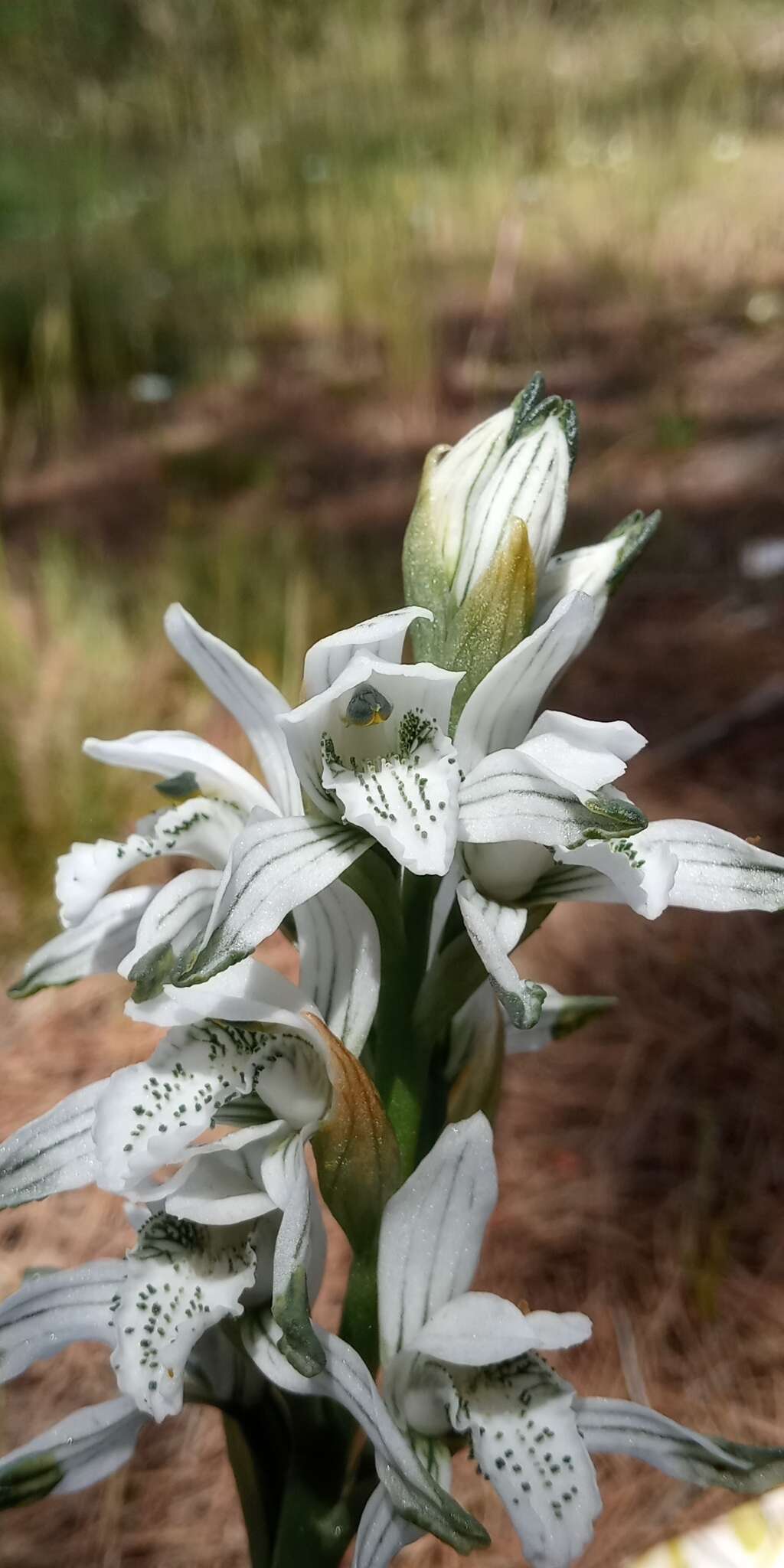 Image of Chloraea multiflora Lindl.