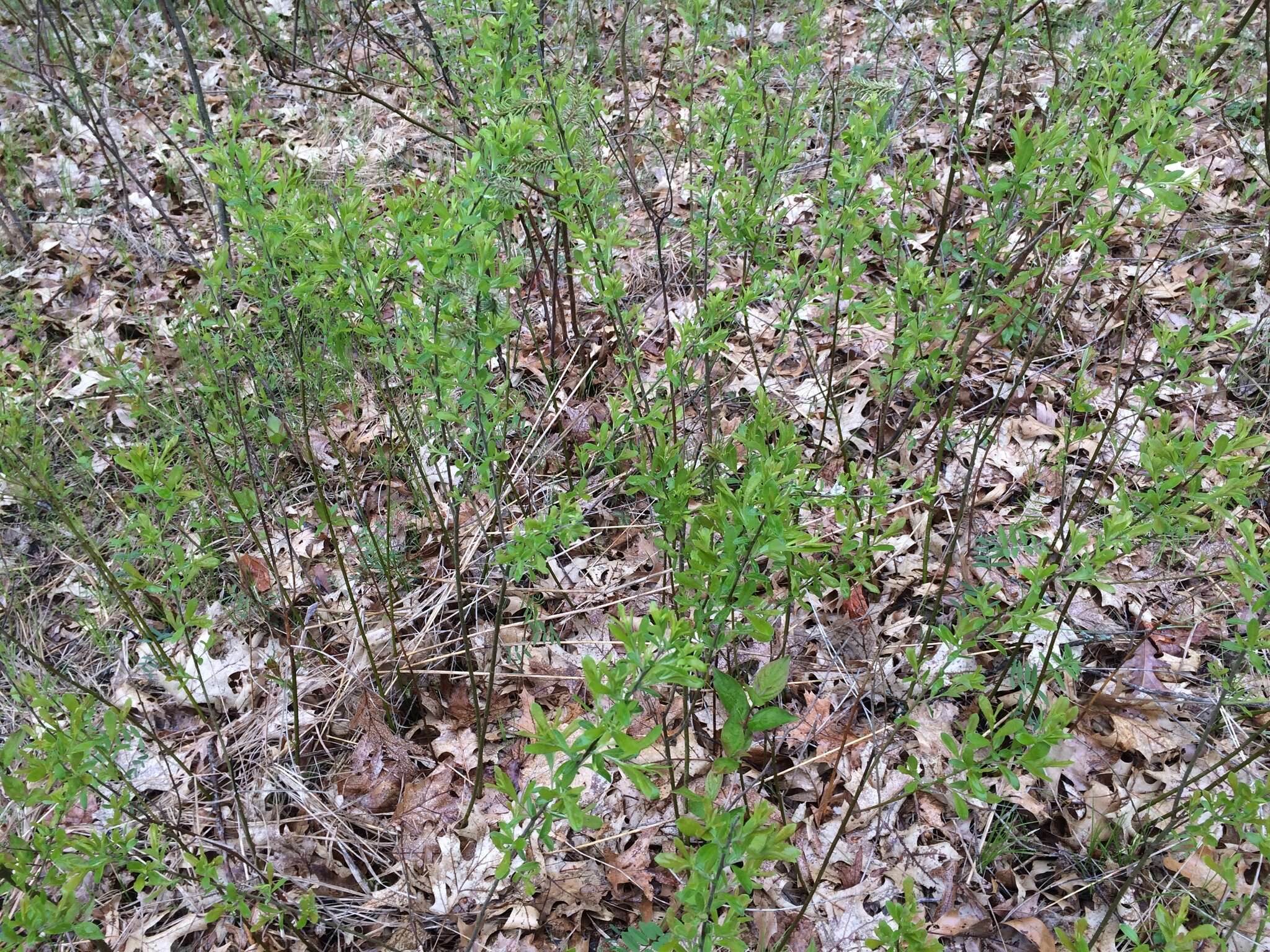 Image of prairie willow