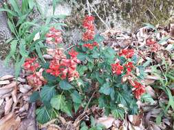 Imagem de Salvia splendens Sellow ex Nees