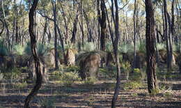 Image of Xanthorrhoea glauca subsp. angustifolia D. J. Bedford