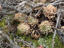 Слика од Haworthia reticulata (Haw.) Haw.