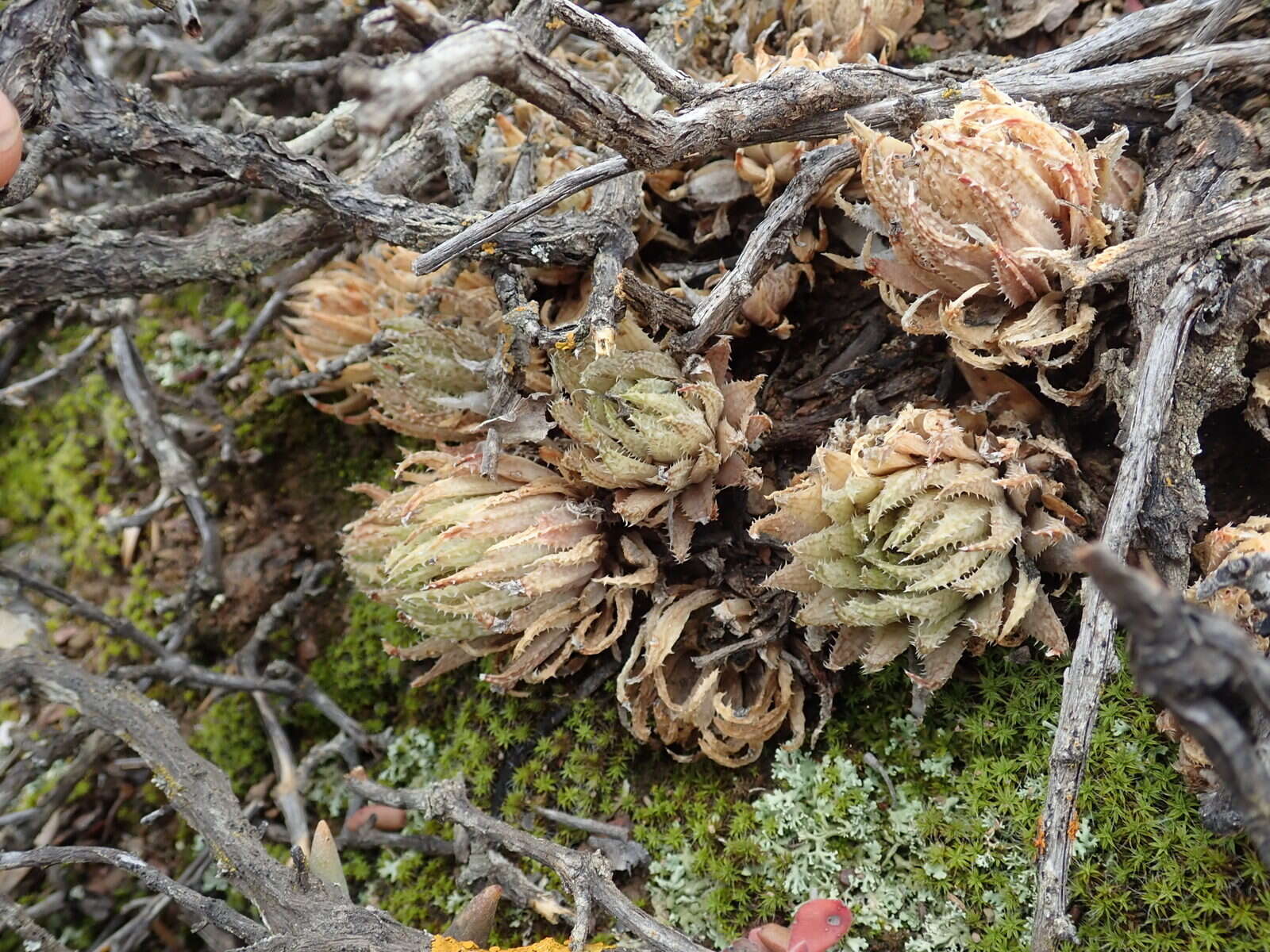 Слика од Haworthia reticulata (Haw.) Haw.