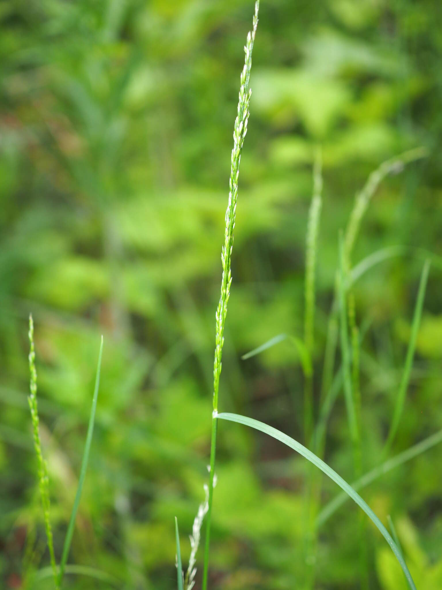 Image of fowl bluegrass