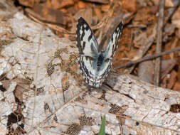 Image of Common Pierrot